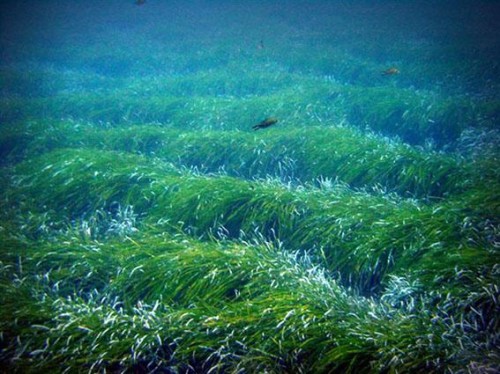 posidonia